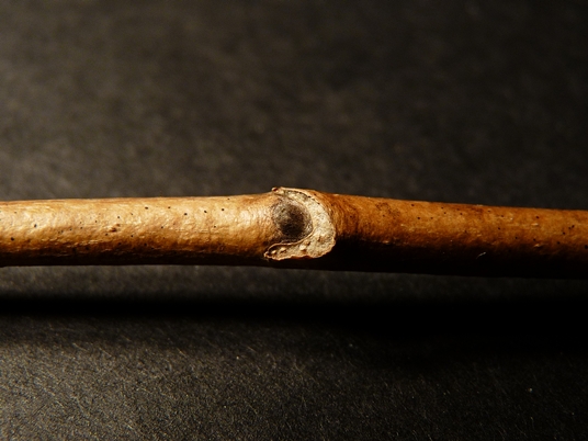 {Magnolia acuminata}